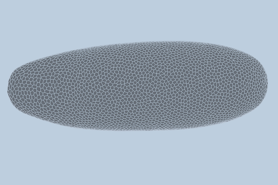 A oval-shaped embryo made of polygon-shaped cells dynamically rearranges.