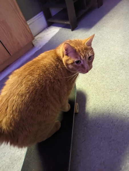 A chunky orange cat balances on a skateboard.