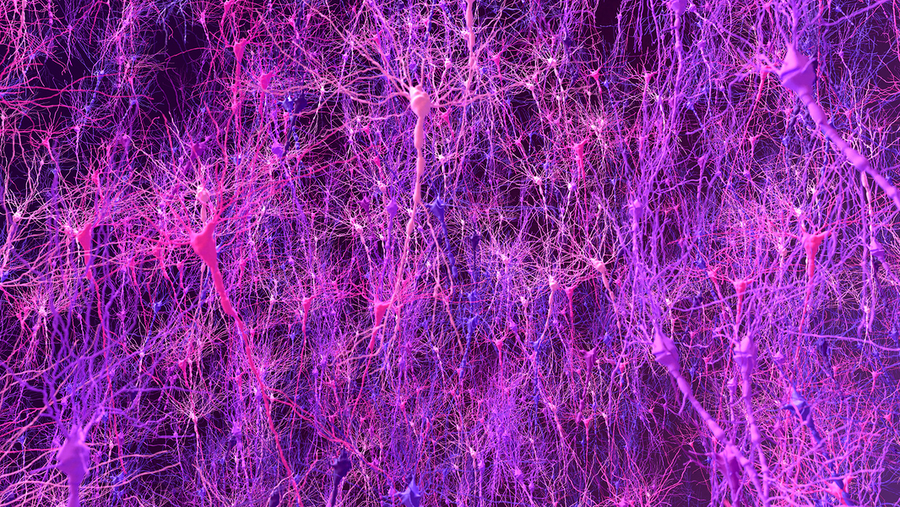 A 3D rendering shows magenta hued, very branchy neurons densely clustered together in tightly-packed circuits.