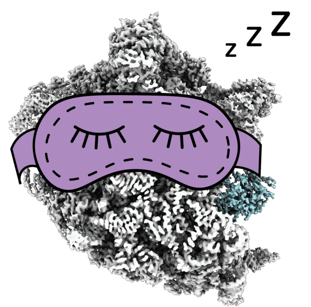 A 3D structural image of a ribosome wearing a cartoon sleep mask