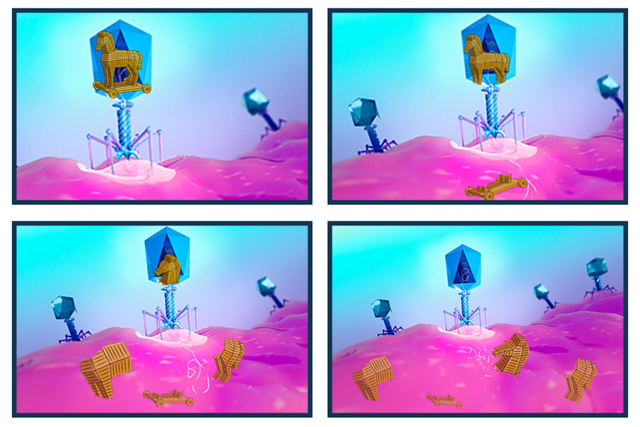 A four-frame cartoon. In frame 1, a trojan horse in a bacteriophage is poised to insert its genome. In frames 2-3, parts of the horse appear chopped up in the bacterium. In the last frame the Trojan horse is chopped to harmless fragments.