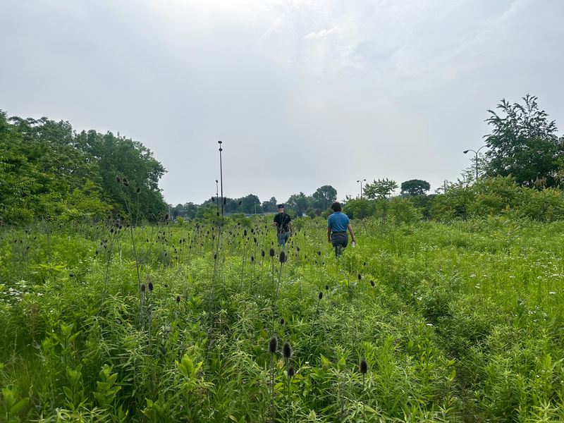 Two people, pictured from behind, walk through a meadow toward a distant building