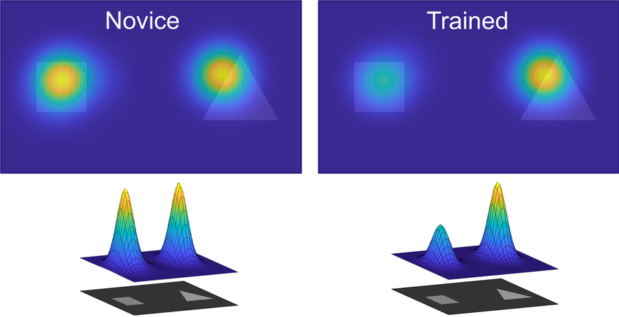 Two views, on left the “novices” look at the entire image. On right, those “trained” look only at the relevant side of the image.