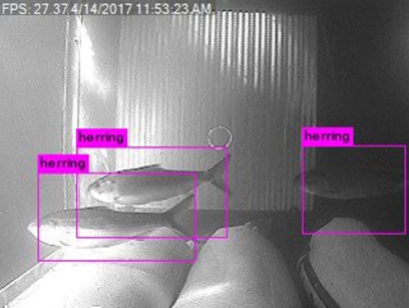 Low-resolution underwater grayscale photo of three fish, with bounding boxes labeled "herring”.
