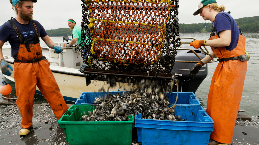 A man and a woman in bright orange waders on a floating barge empty a net full of oysters into four plastic bins.