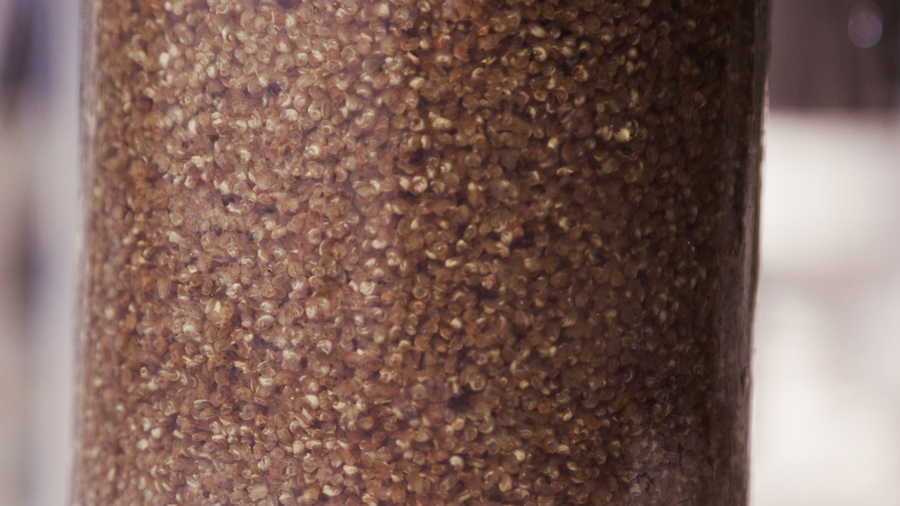 A close-up of a tube containing thousands of tiny oyster larvae