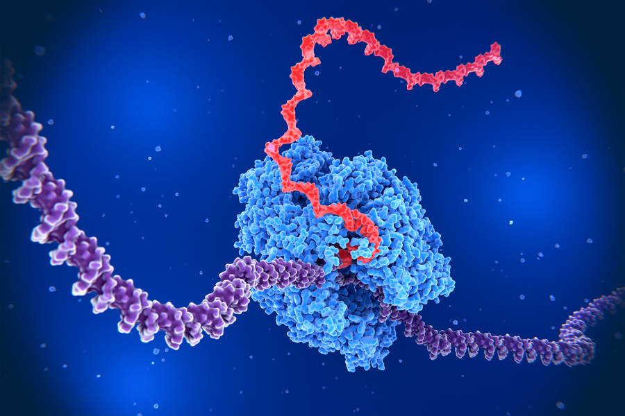 Swirl of DNA strands go into RNA coil