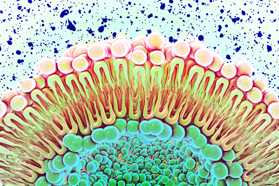 Side view of the layers of a cell membrane.