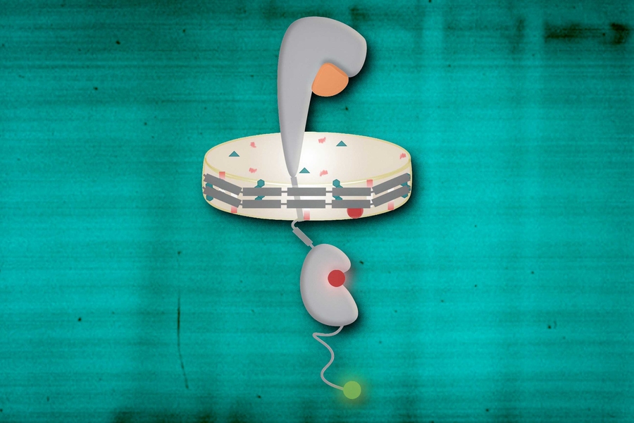 The EGFR, made of bulbous and stringy parts, passes through a nanodisc, in center. Under the nano disc the EGFR connect with dyes, represented as spheres.