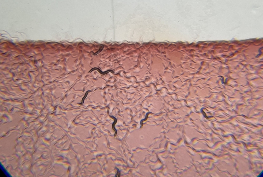 Several tiny worms wriggle through a reddish translucent gel-like medium, leaving trails behind them.