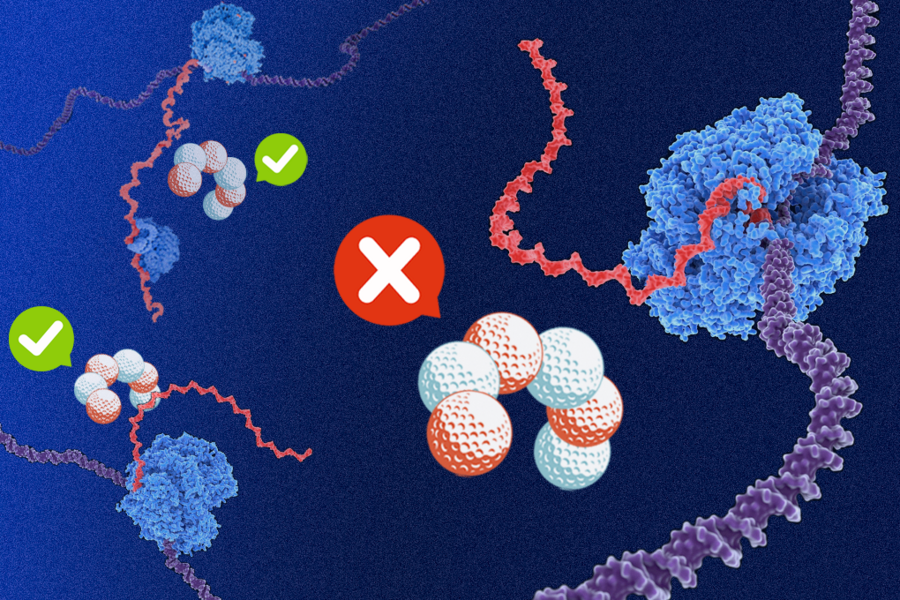 Globular blue and white orbs "examining" single-stranded RNA products and marking them with green checks or red x's
