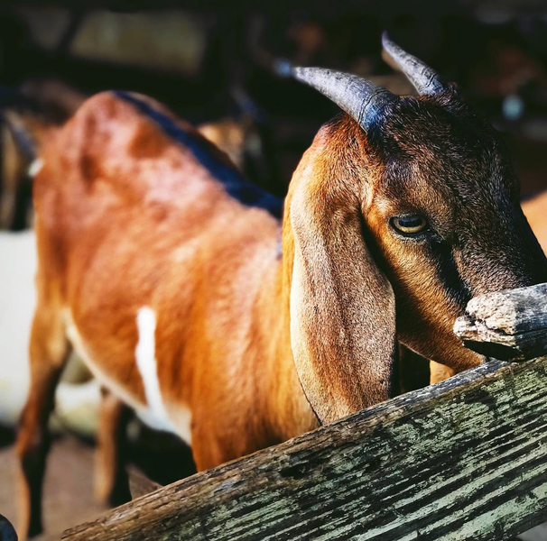 A goat with a shiny, bright auburn coat regards the camera.