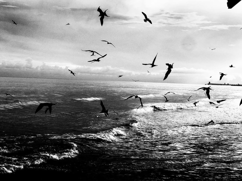 Shore birds wheel above a calm surf in a grayscale photo.