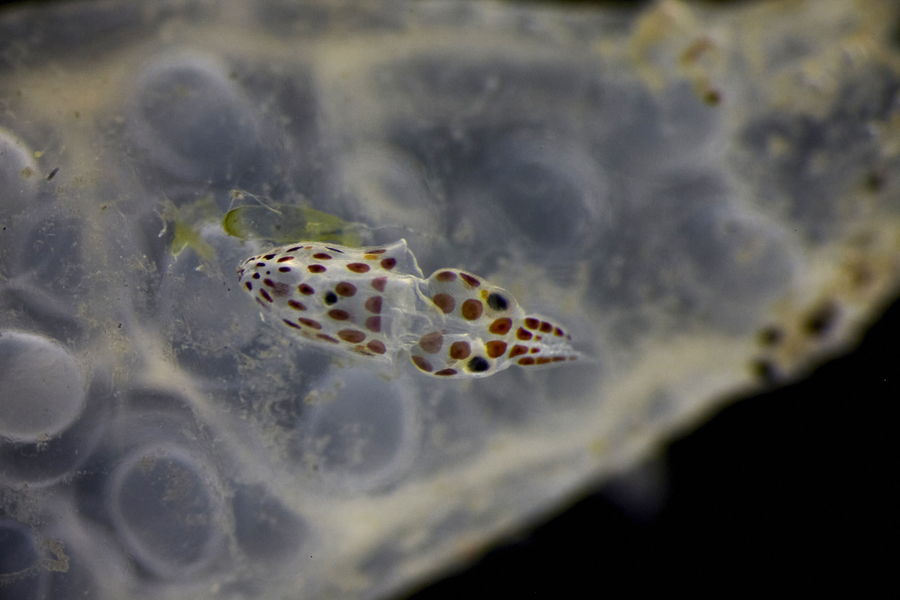 A translucent longfin squid hatchling with brown spots, with an egg case in the background.