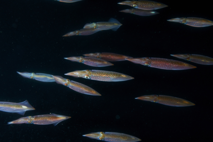 About 17 multicolored, iridescent longfin squid swim in a group in dark waters