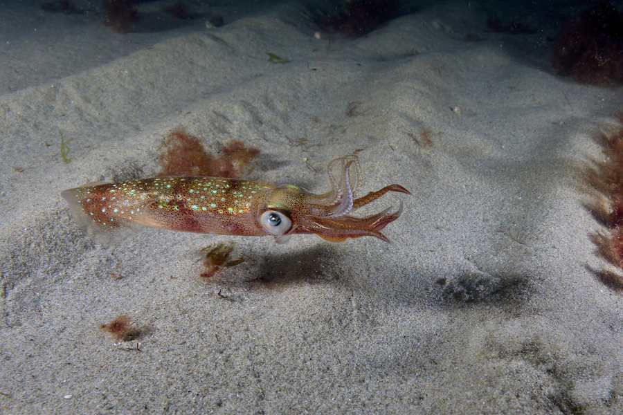 A longfin squid with red stripes and iridescent green spots swims along a sandy ocean bottom with tentacles raised and a large eye looking at the camera.