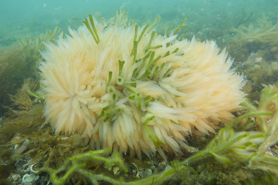 A large mass of tubular yellow egg cases with green fingerlike seaweed attached to the ocean floor