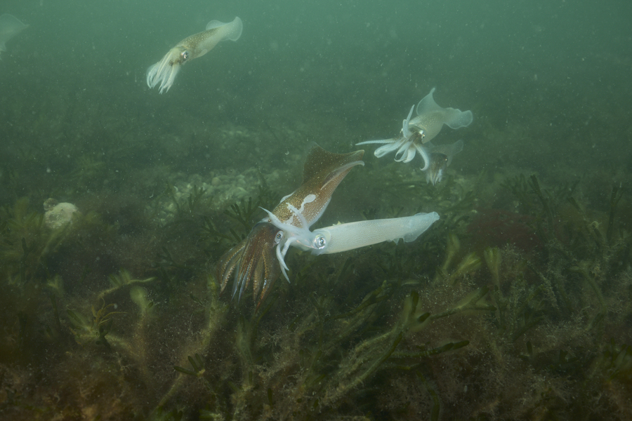 Large rust-colored longfin squid with a smaller white squid approaching it and two other squid following behind.