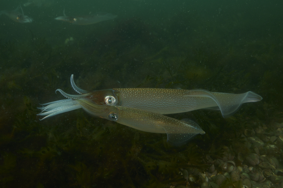 Two longfin inshore squid, one large and one smaller, swim together underwater.