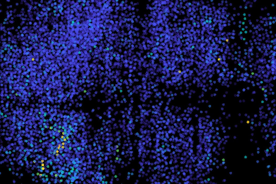 Micrograph showing electrical activity of neurons