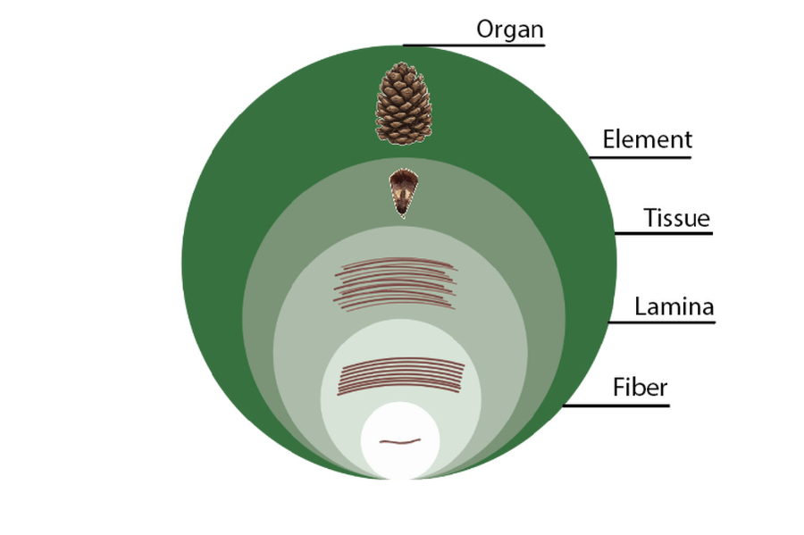 A chart shows the building blocks of a pinecone. From bottom: “Fiber; Lamina; Tissue; Element; Organ.”