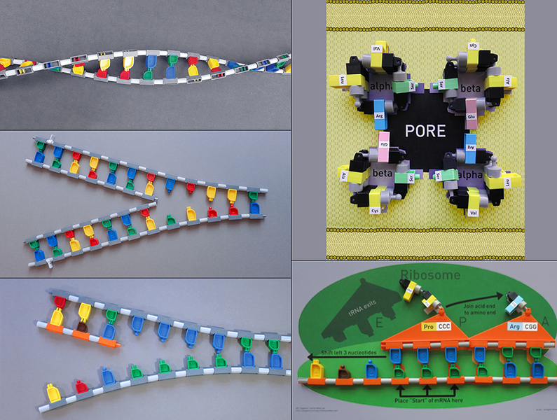 Colorful building blocks come together to illustrate the structure of DNA and proteins.