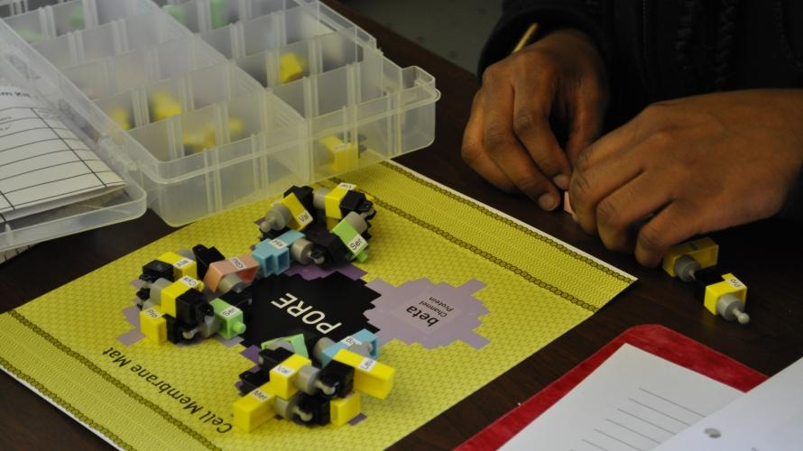 A student builds and folds a model protein chain on top of an illustrated mat.