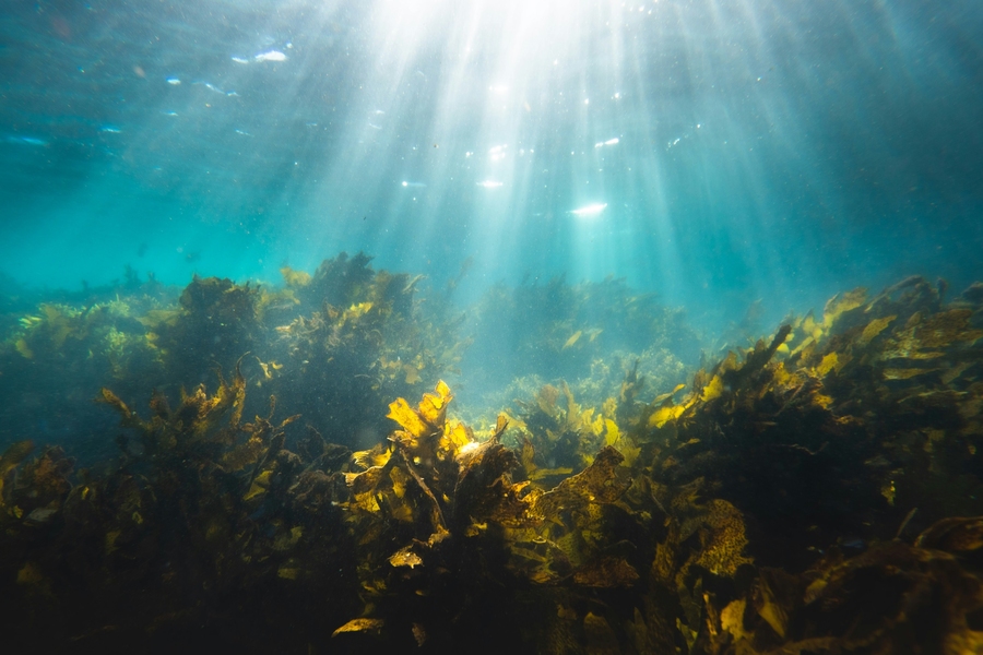 Photo of seaweed on an ocean floor with sunlight streaming in on the seaweed