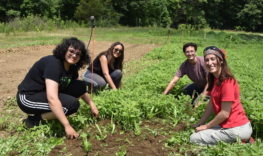 four people kneel in a field, weeding a vegetable bed