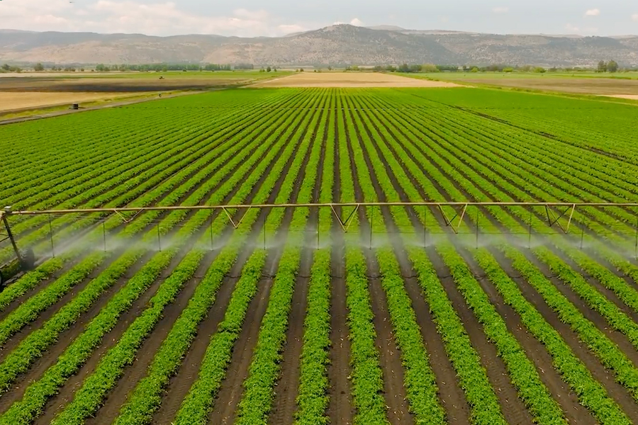 A large green field of crops