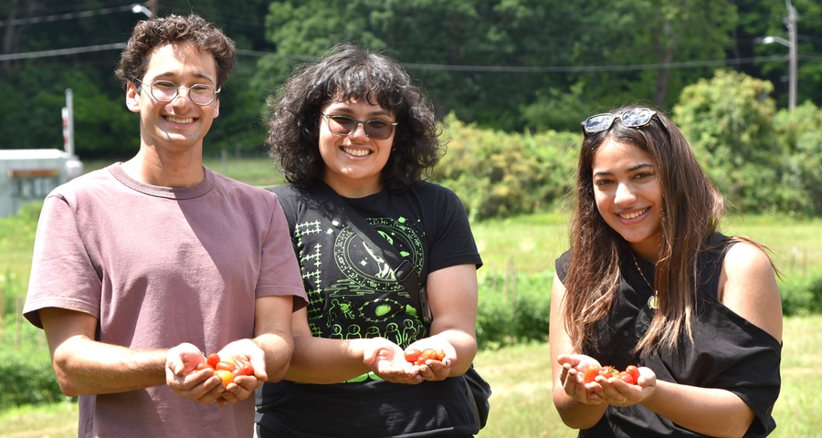 three people display handfuls of grape tomatoes in a field