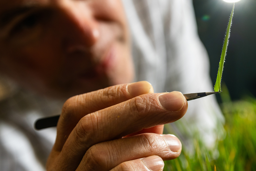 Closeup shot of tweezers holding a blade of grass.