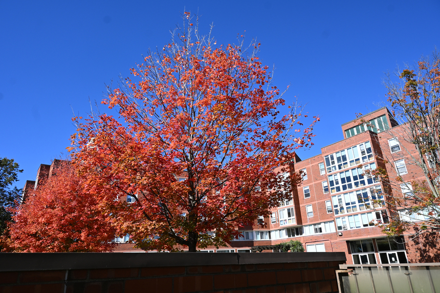 A tree with red leaves in front of Next House