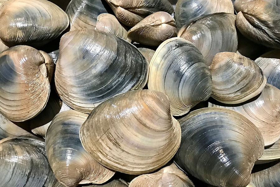 Closeup of quahog clams