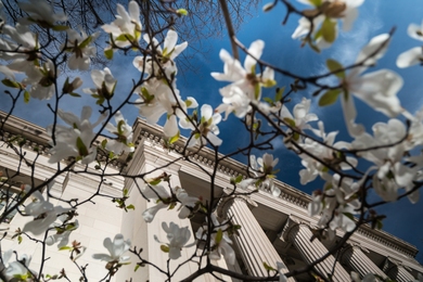 Photo of MIT’s main facade looking up toward the sky, and seen through white blossoming flowers of a tree in the foreground