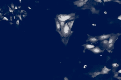 Image of ghostly white cells against a deep blue background