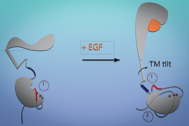 diagram of the epidermal growth factor and its receptor