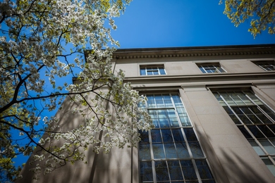 Looking skyward through a tree with white flowers blooming in front of MIT Building 6