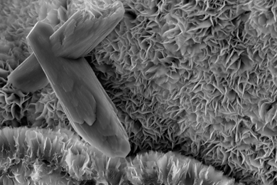 topic for research paper in technology An SEM of smectite’s folds, which resembles ruffled tissue paper