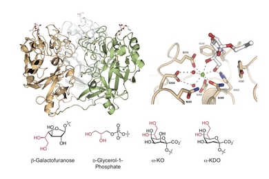 topic for research paper in technology Two side-by-side illustrations of glycan molecules against a white background. Each molecule is depicted as a cluster of spirals and squiggly lines.