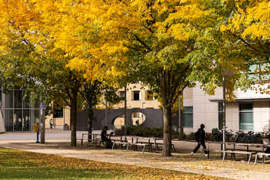 Picnic tables in MIT's Hockfield Court underneath trees with yellow leaves
