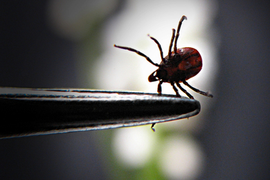 A tick held by a forceps, with blurry background