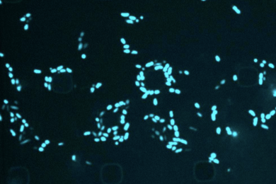 Image of round black circular cells surrounded by glowing blue pellet-like cells that are multiplying.