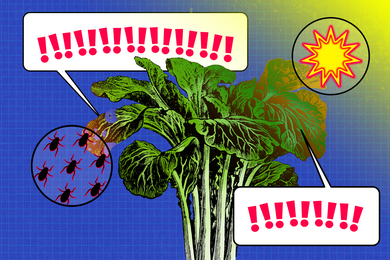 Illustration of bok choy has, on left, leaves being attacked by aphids, and on right, leaves burned by the sun’s heat. Two word balloons show the plant is responding with alarm: “!!!”