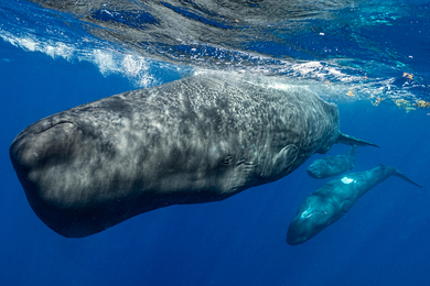 Underwater photo of a large sperm whale diving with two small baby whales near her