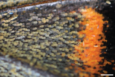 Close-up of thousands of tiny butterfly scales in yellow, orange, and gray.