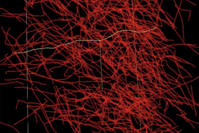 Screenshot of NeuroTrALE software shows hundreds of neuron filaments in red and one neuron highlighted in yellow.