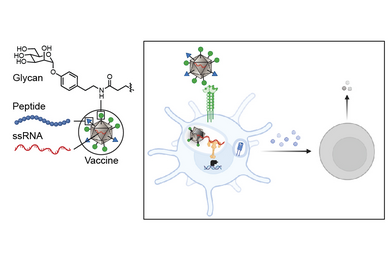 At left, the makeup of a vaccine particle, which shows a labeled glycan, peptide, and SSRNA. At right, a dendritic cell with the vaccine elicits T cell activation and immune response 