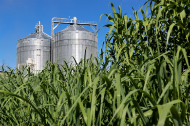 Two silver silos against a clear blue sky, with young corn plants in the foreground