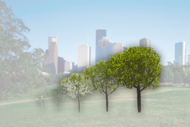 Photo illustration of a tree in a park seen at five growth stages, with a city skyline in the background